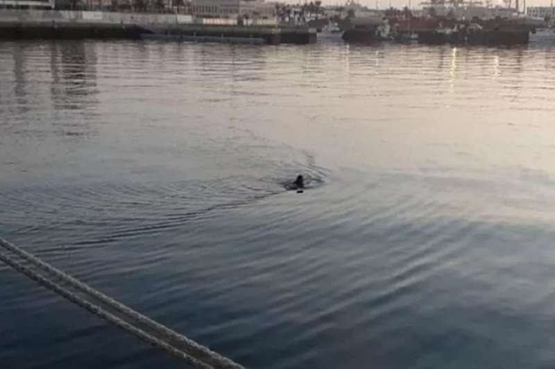 Man rescued after attempting to swim to a cruise ship in Las Palmas port