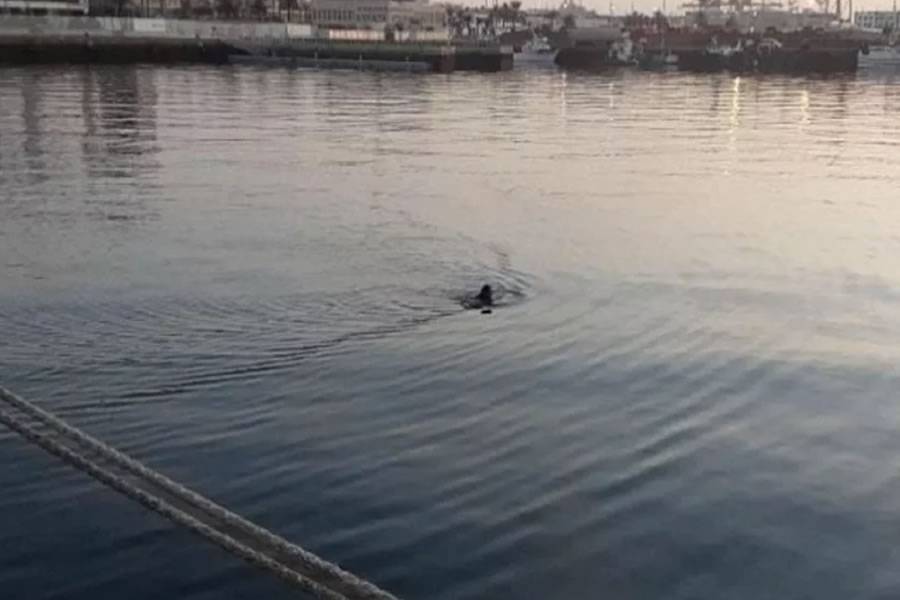 Man rescued after attempting to swim to a cruise ship in Las Palmas port