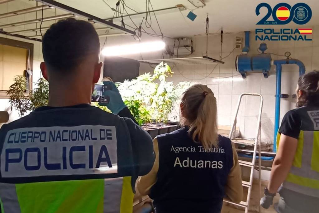 Man arrested after reporting a robbery which led police to discover his illegal cannabis farm 
