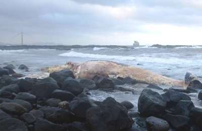 Dead Sei Whale washes ashore a beach in Gran Canaria