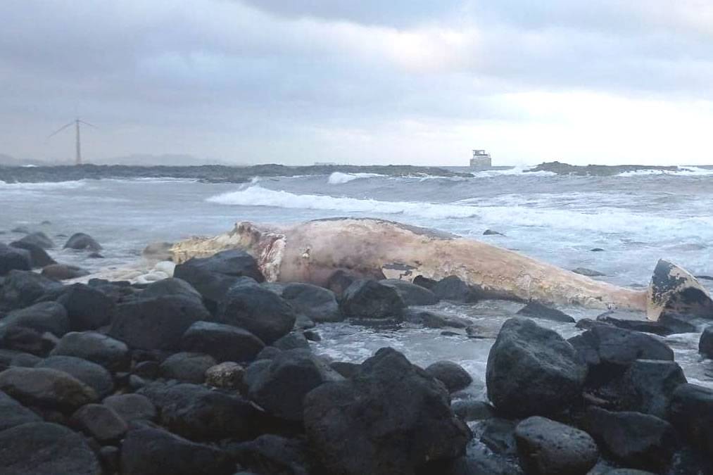 Dead Sei Whale washes ashore a beach in Gran Canaria
