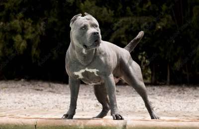 Owner fined €2,800 after dog attack in the Canary Islands