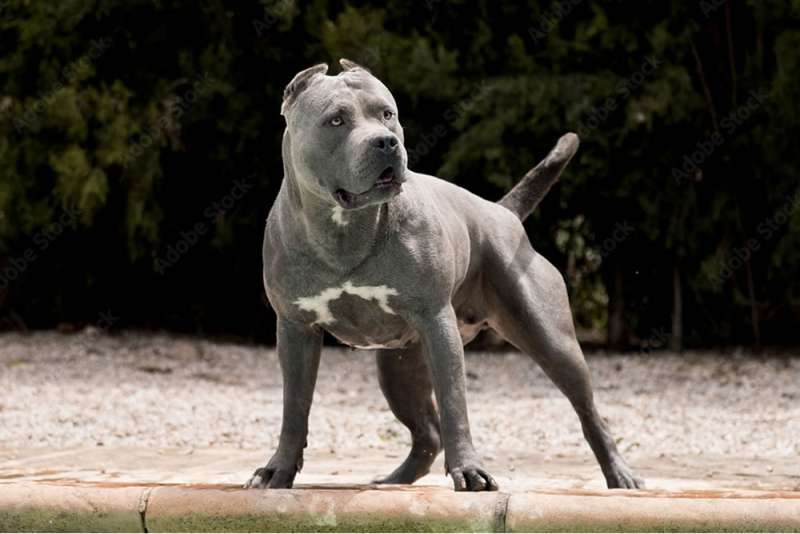 Owner fined €2,800 after dog attack in the Canary Islands