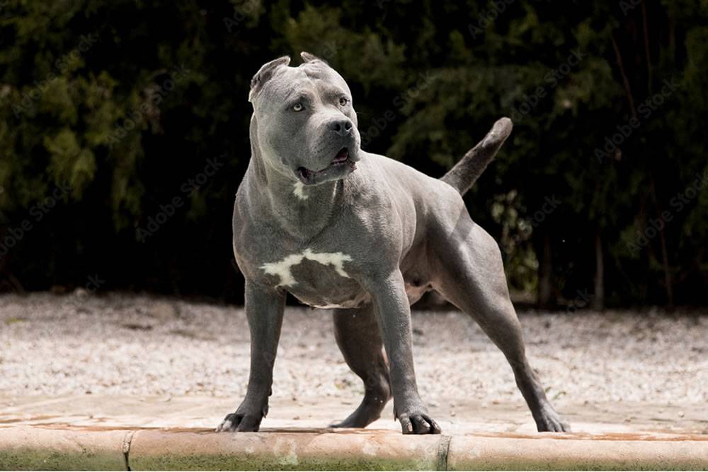 Owner fined €2,800 after dog attack in the Canary Islands