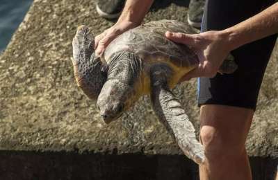 Two Loggerhead Turtles released back into the ocean after making full recovery
