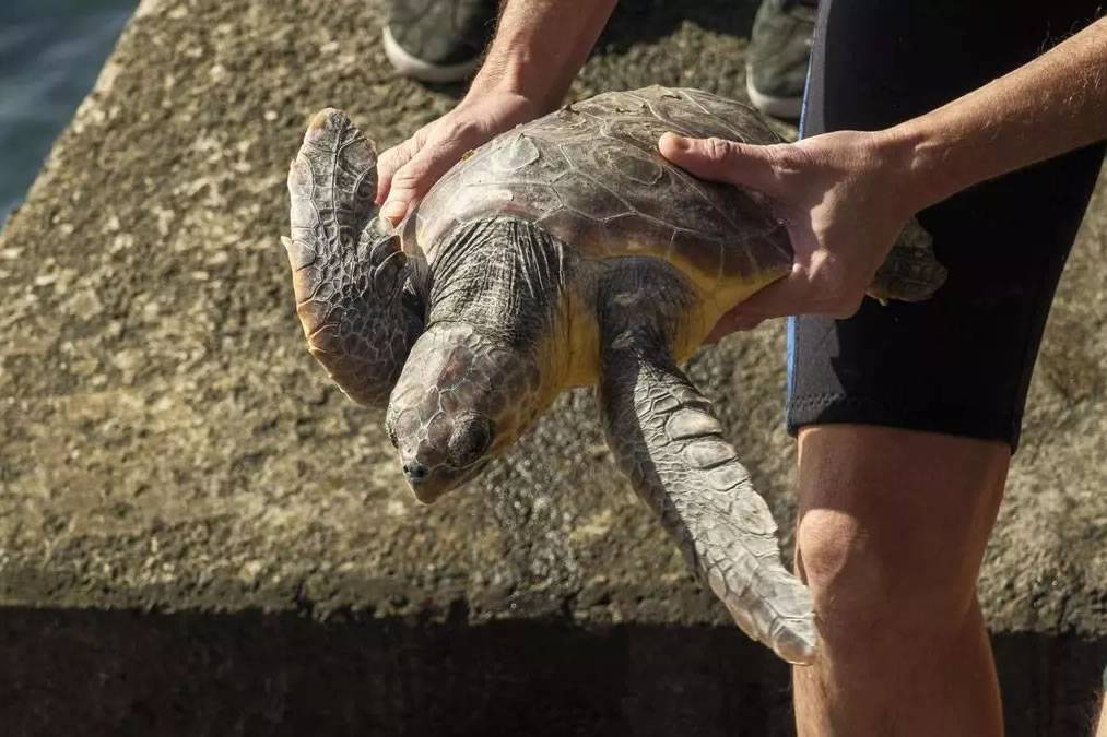 Two Loggerhead Turtles released back into the ocean after making full recovery