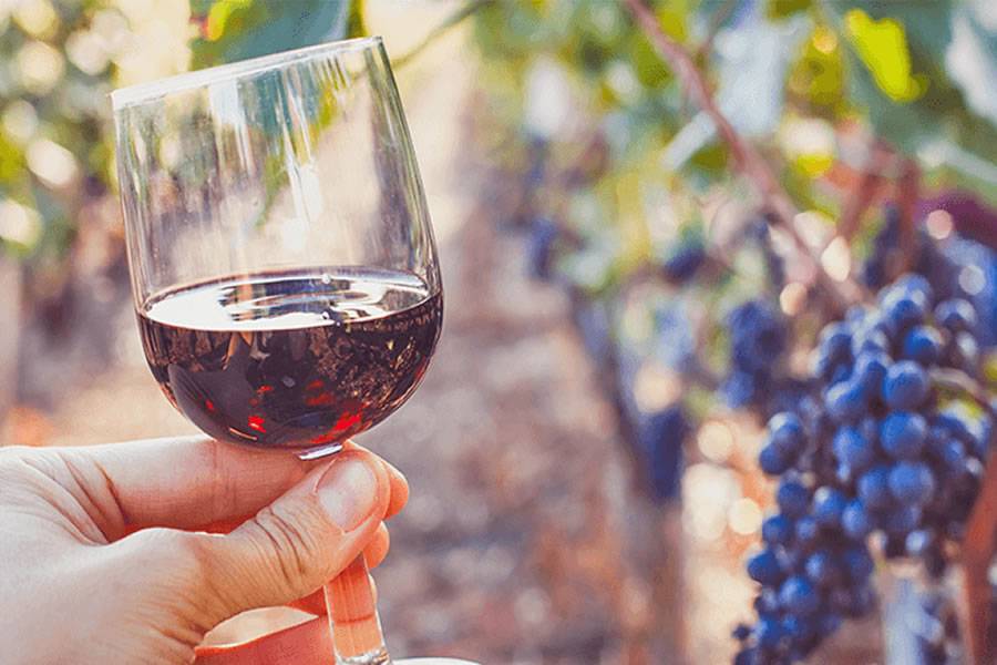 €2.1 million allocated to support wine makers affected by drought in Tenerife