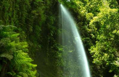 An extraordinary natural paradise in the Canary Islands: The Laurisilva Forests