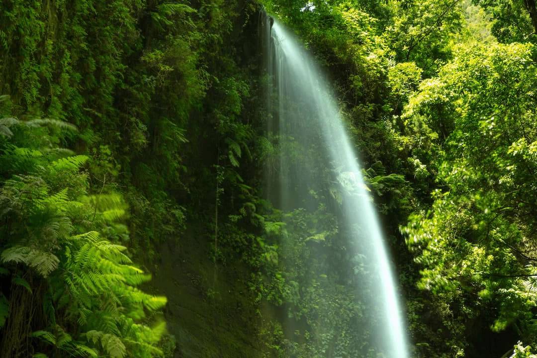 An extraordinary natural paradise in the Canary Islands: The Laurisilva Forests