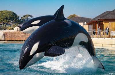 Europe’s largest marine park closes leaving two Orcas without a home