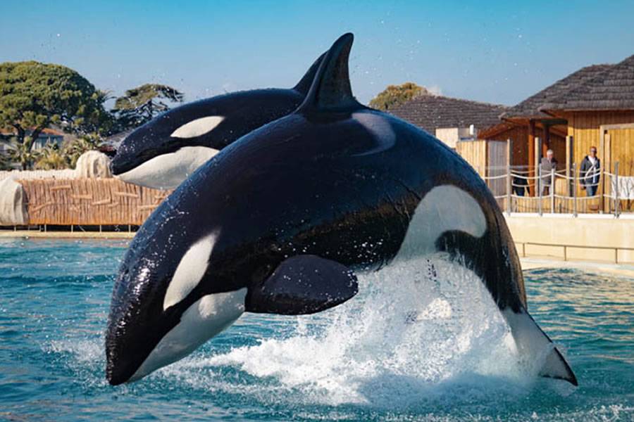 Europe’s largest marine park closes leaving two Orcas without a home