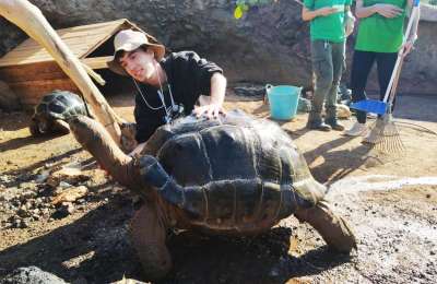 Learning to care for a Giant Tortoise: Practical wildlife training in Fuerteventura