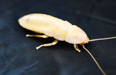 WARNING: Be aware if you find a white cockroach in your apartment or home
