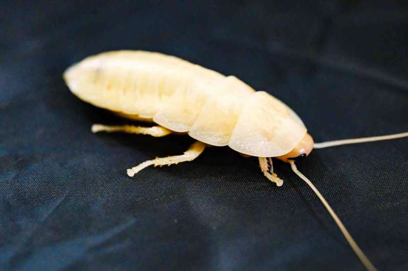 WARNING: Be aware if you find a white cockroach in your apartment or home