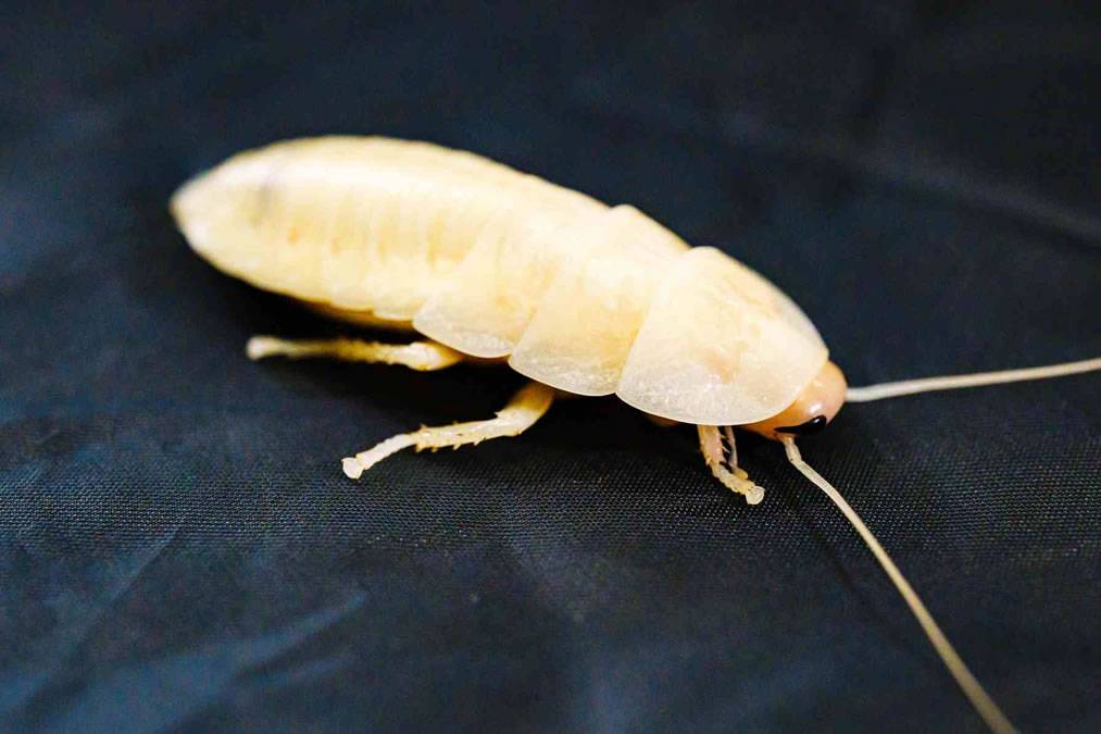 WARNING: Be aware if you find a white cockroach in your apartment or home