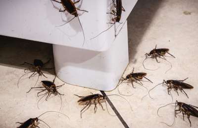 Cockroach infestation invades tourist hotspot in Los Abrigos 