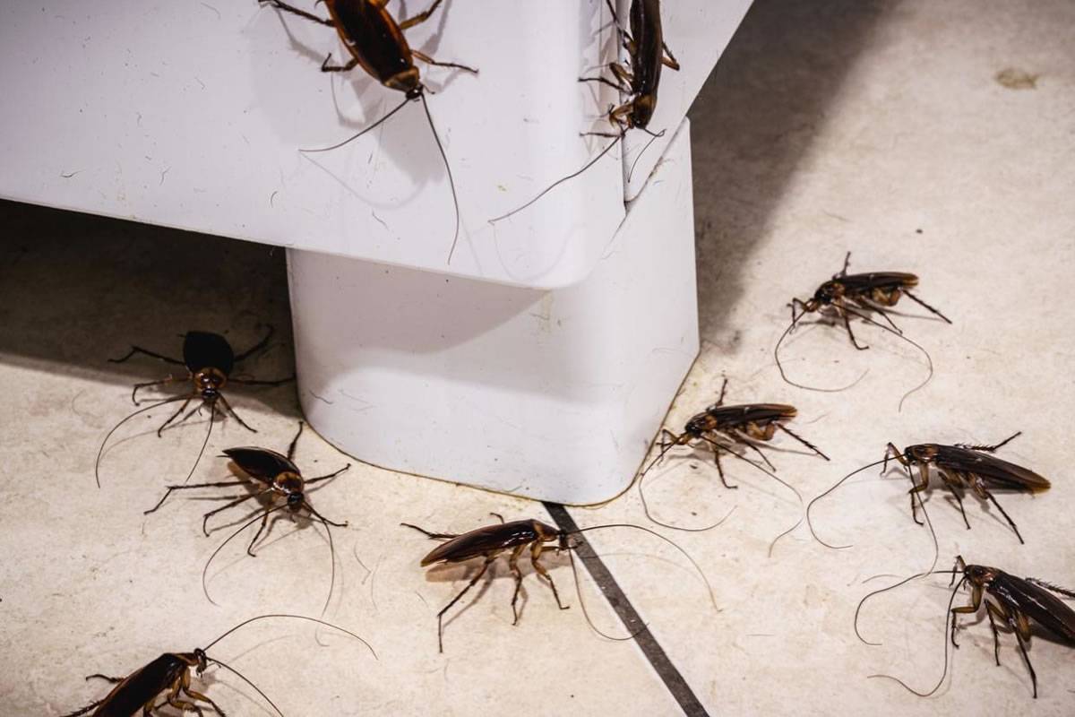 Cockroach infestation invades tourist hotspot in Los Abrigos 
