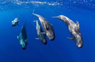 Why the Canary Islands continue to appeal to so many local and international tourists?