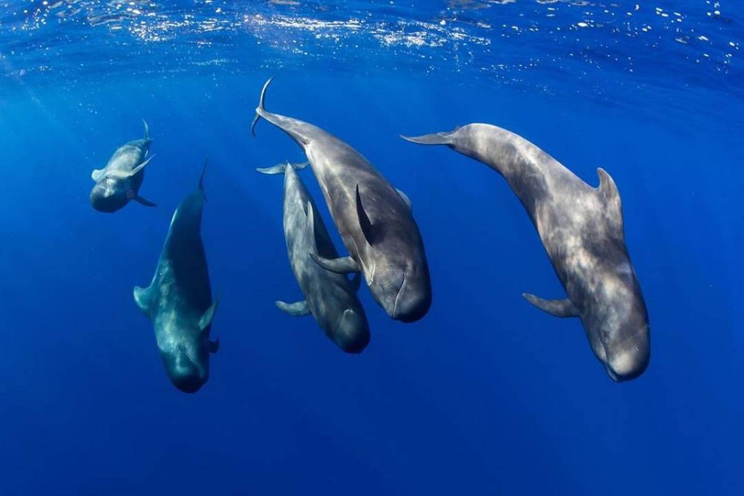 Why the Canary Islands continue to appeal to so many local and international tourists?