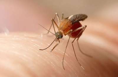 Sindbis virus is detected for the first time in Spain