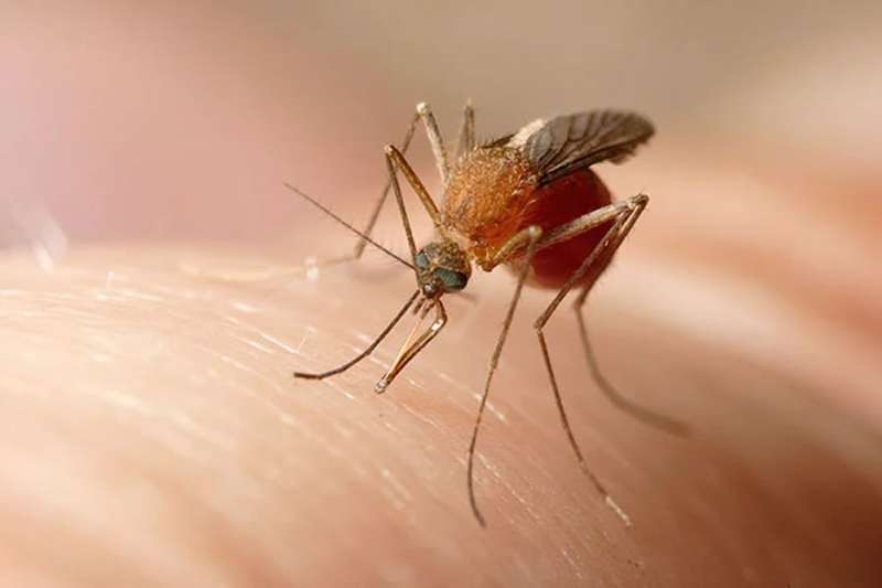 Sindbis virus is detected for the first time in Spain