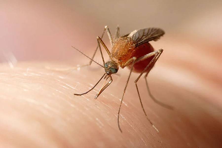 Sindbis virus is detected for the first time in Spain