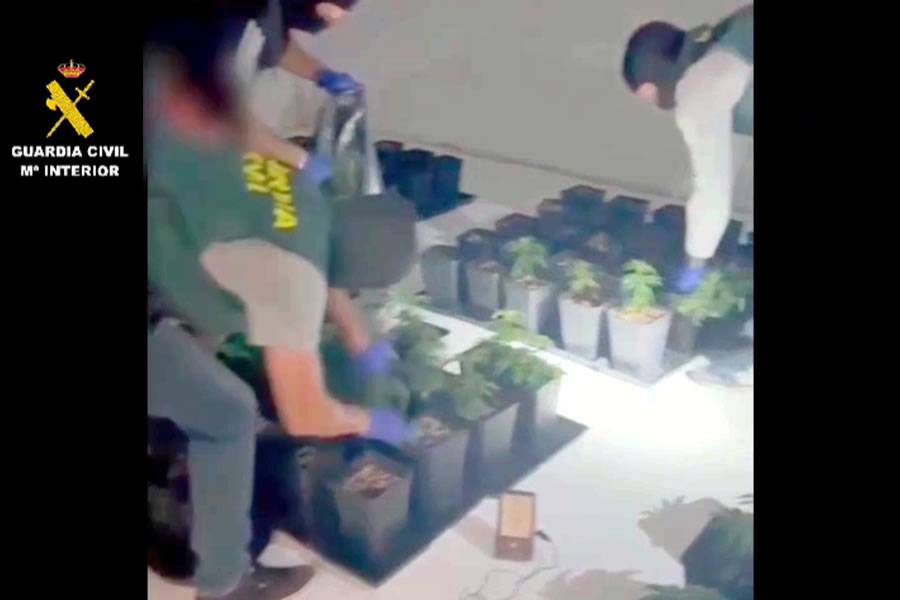 VIDEO: Guardia Civil raids three illegal “Drug Factories” in the south of Tenerife