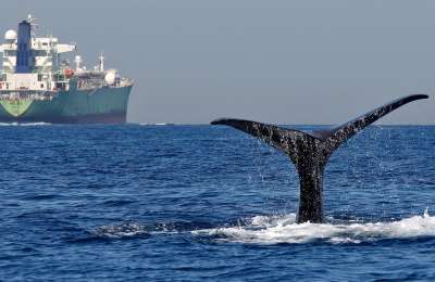 ULPGC developing interactive map to prevent ship collisions with cetaceans