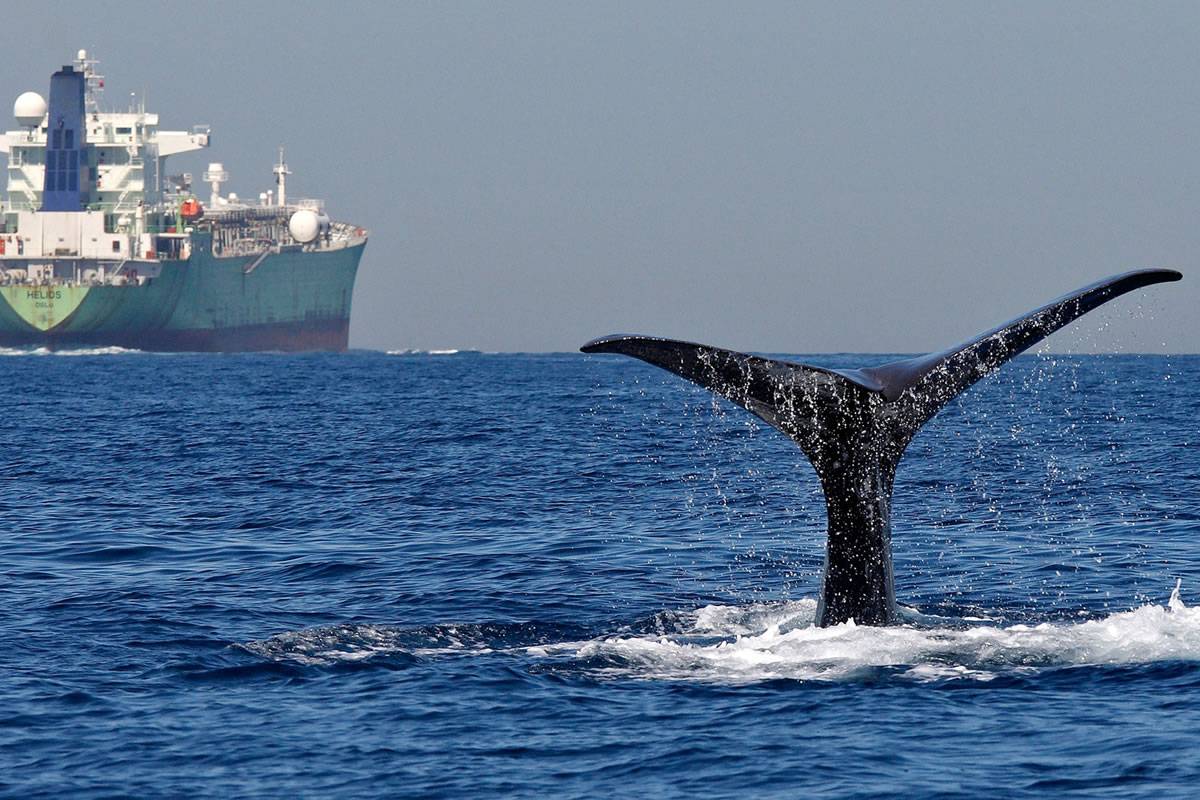 ULPGC developing interactive map to prevent ship collisions with cetaceans