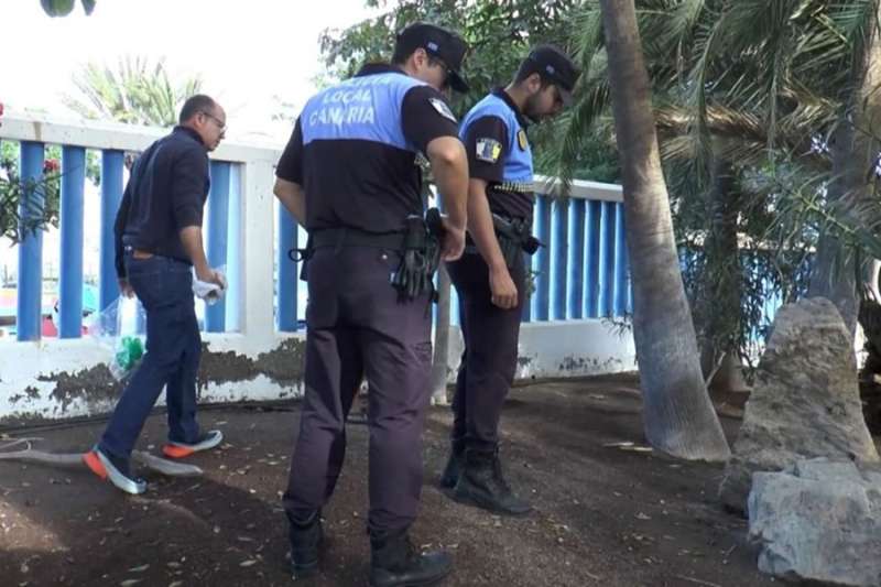 Investigation launched into poisoning of 15 dogs in Mogan