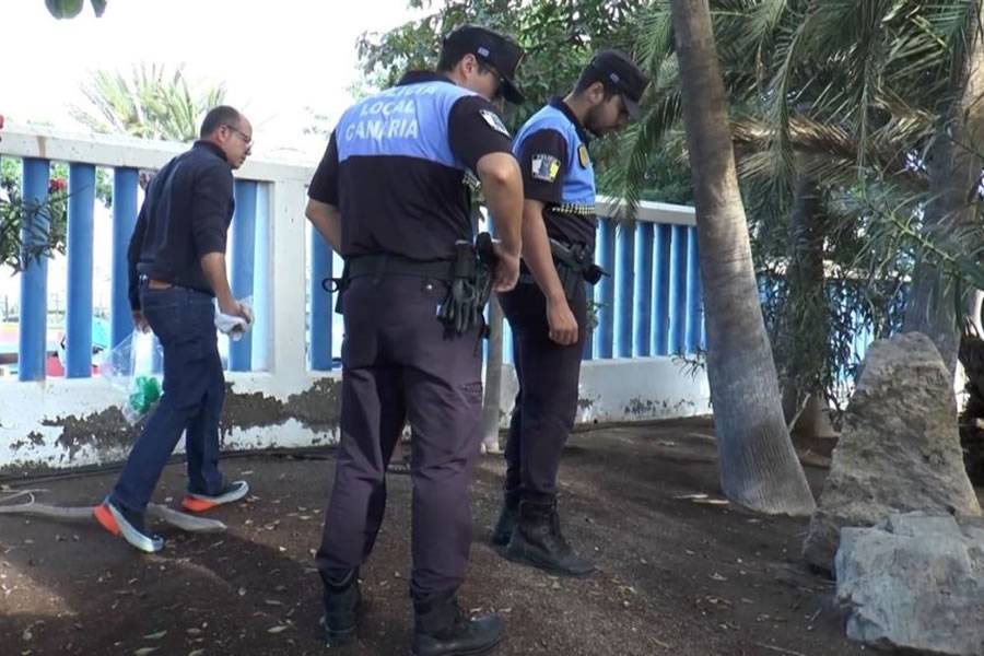 Investigation launched into poisoning of 15 dogs in Mogan