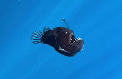 VIDEO: Rare 'Black Devil' Anglerfish spotted near Tenerife coast in broad daylight