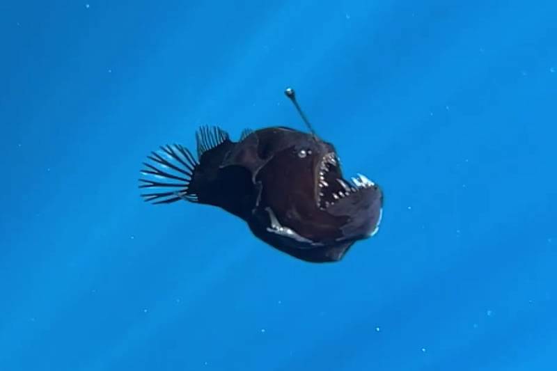 VIDEO: Rare 'Black Devil' Anglerfish spotted near Tenerife coast in broad daylight