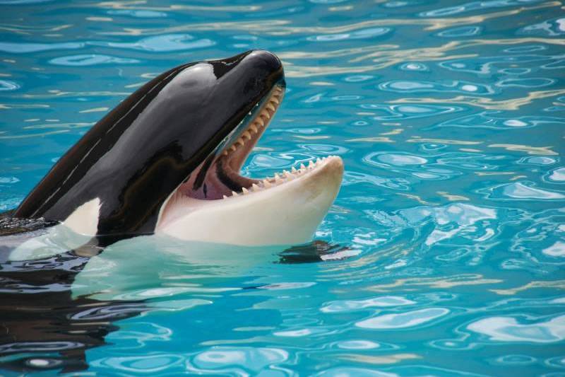 Loro Parque announce that Morgan the orca is pregnant 