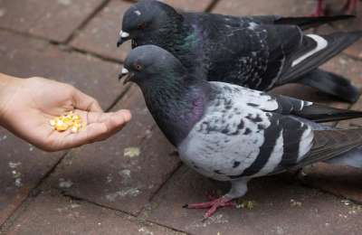 Tenerife resident fined €1,500 for feeding pigeons in public spaces