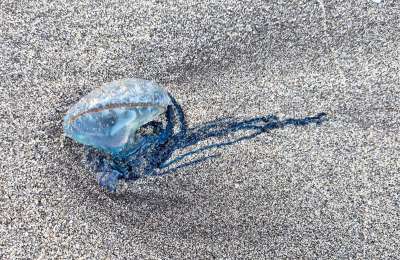 Warning flags on beach in Costa Adeje due to presence of Portuguese Man O War jellyfish