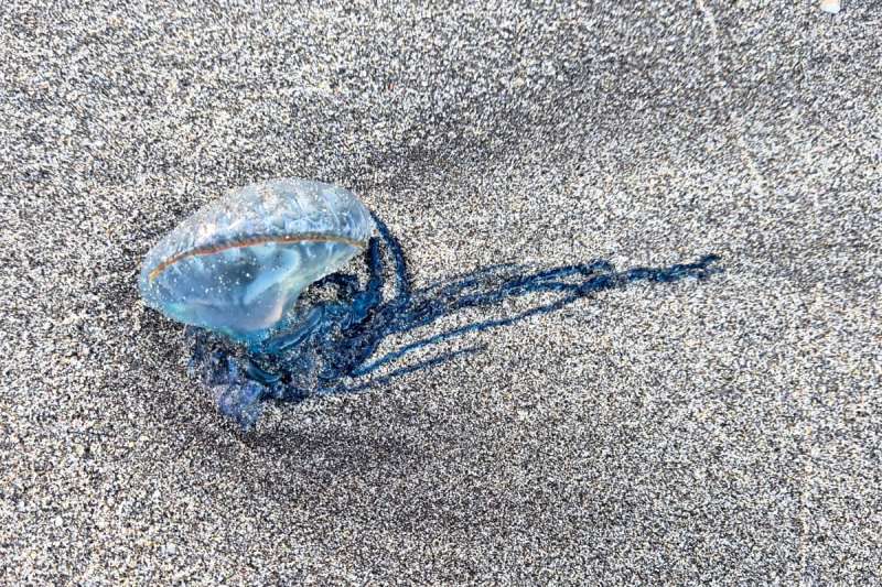 Warning flags on beach in Costa Adeje due to presence of Portuguese Man O War jellyfish