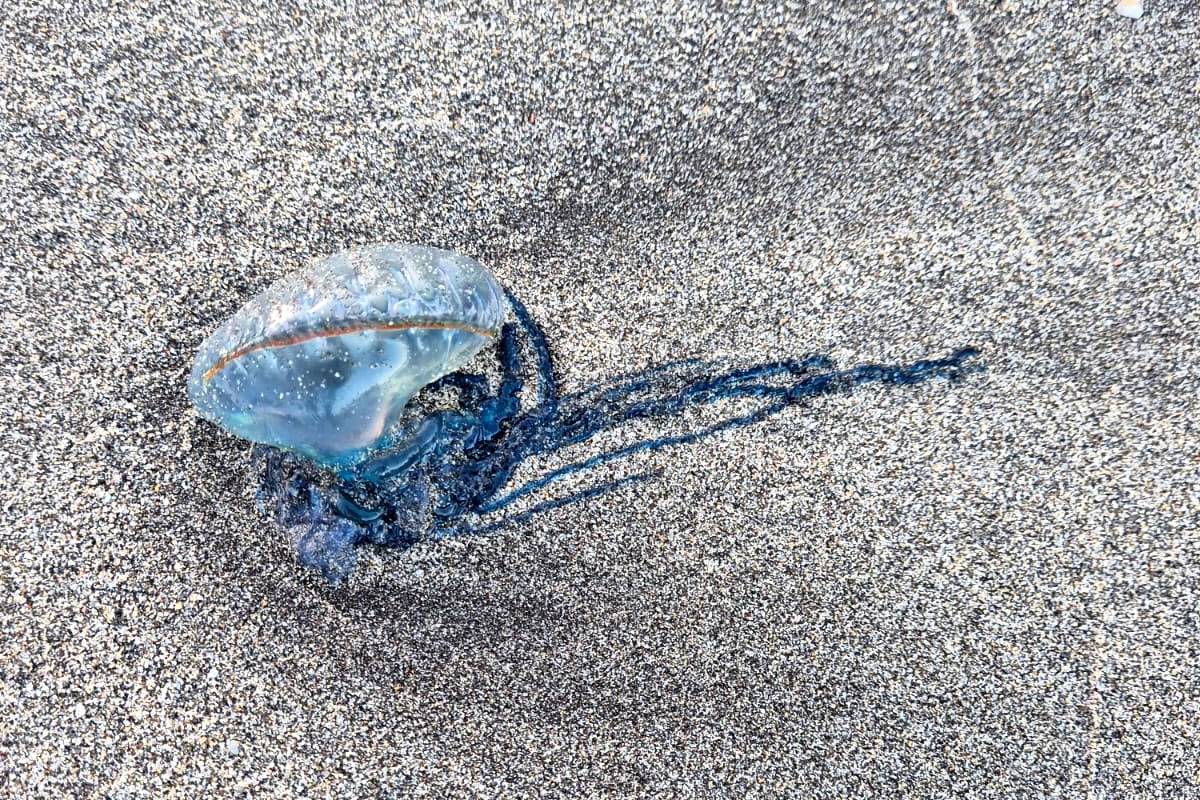 Warning flags on beach in Costa Adeje due to presence of Portuguese Man O War jellyfish