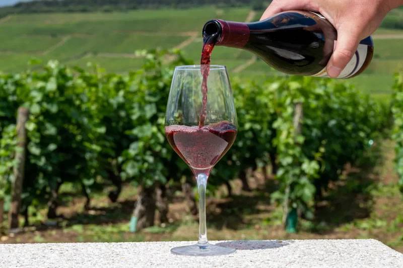 How to create the best Pinot Noir
