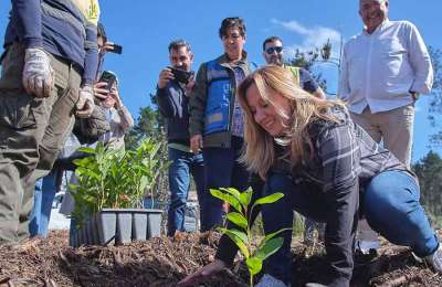 Tenerife Cabildo planting 40,000 trees to restore forests affected by 2023 wildfire