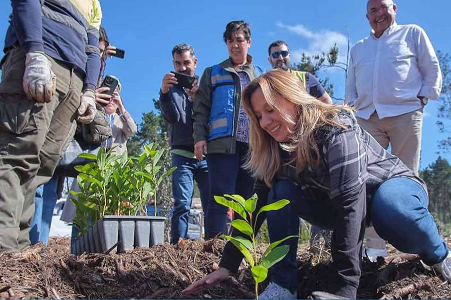 Tenerife Cabildo planting 40,000 trees to restore forests affected by 2023 wildfire