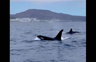 VIDEO: Orcas spotted off the south coast of Tenerife