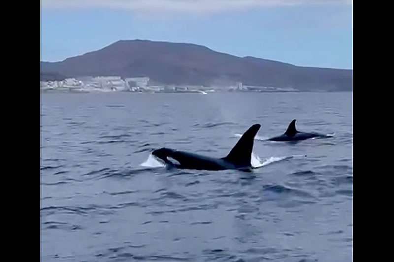VIDEO: Orcas spotted off the south coast of Tenerife