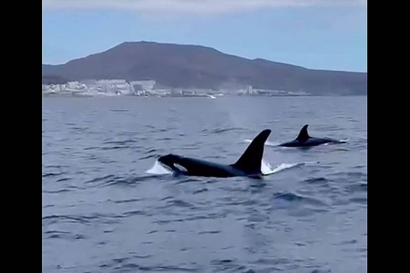 VIDEO: Orcas spotted off the south coast of Tenerife