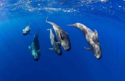 Project launched for Whale Interpretation Centre in the south of Tenerife