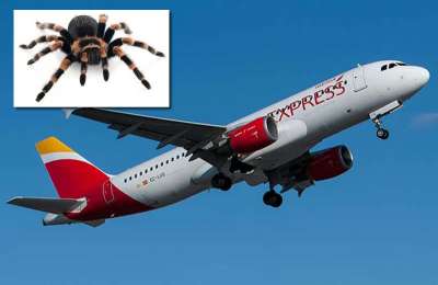Tarantula bites pilot mid-flight on Iberia plane