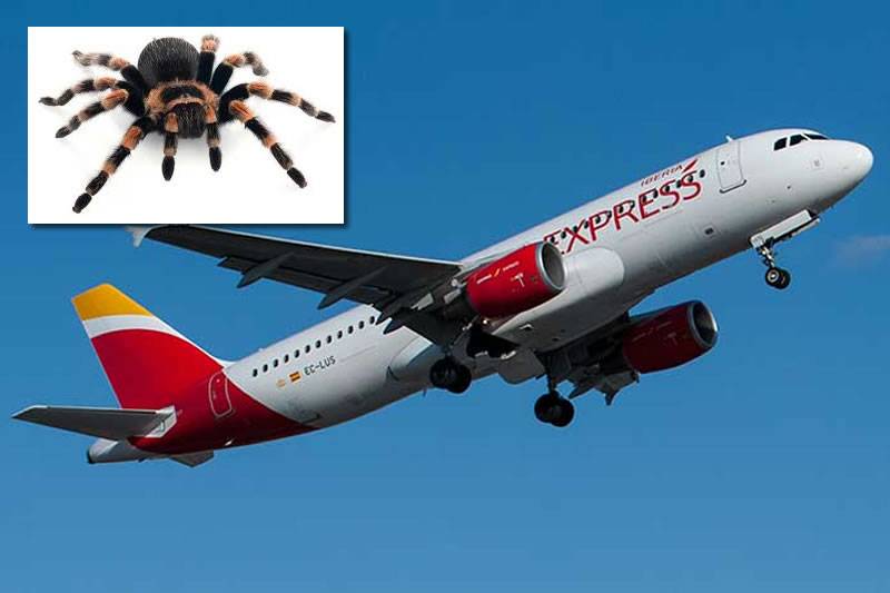 Tarantula bites pilot mid-flight on Iberia plane