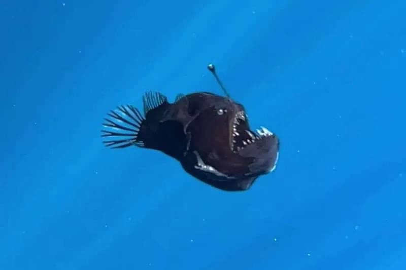 The Black Devil Fish now on display in Tenerife’s Museum of Nature and Archaeology
