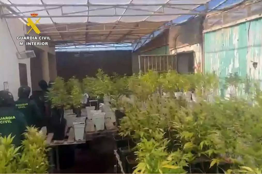 Strong smell leads to discovery of 1,300 cannabis plant nursery in Lanzarote