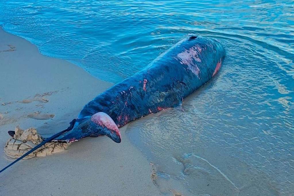 Five-metre whale found stranded on the coast of the Canary Islands 